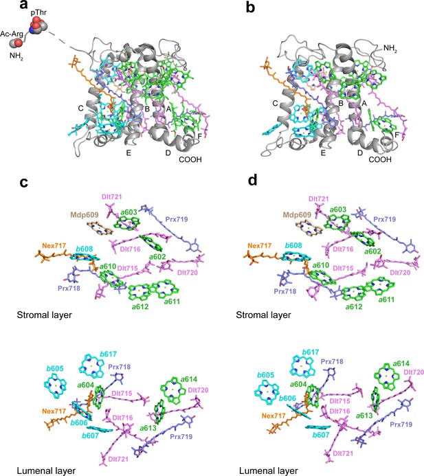 The photosystem I supercomplex from a primordial green alga ...