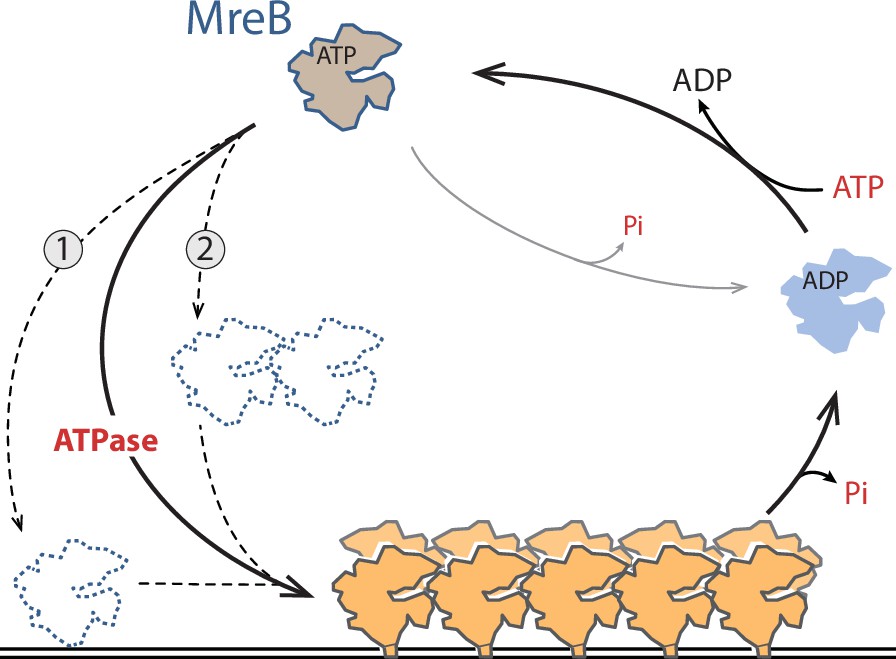 On the role of nucleotides and lipids in the polymerization of the actin  homolog MreB from a Gram-positive bacterium