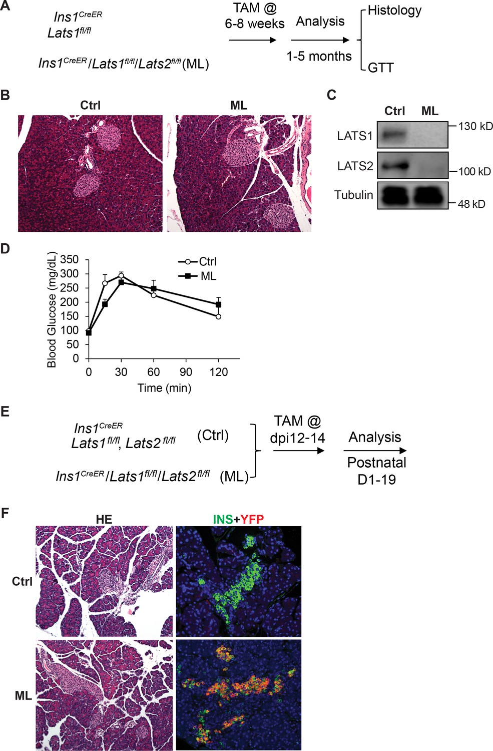 Hippo pathway-mediated YAP1/TAZ inhibition is essential for proper ...