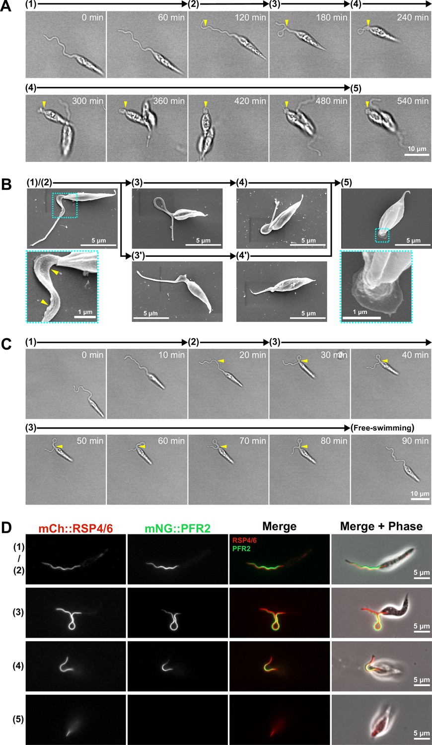 Formation and three-dimensional architecture of Leishmania