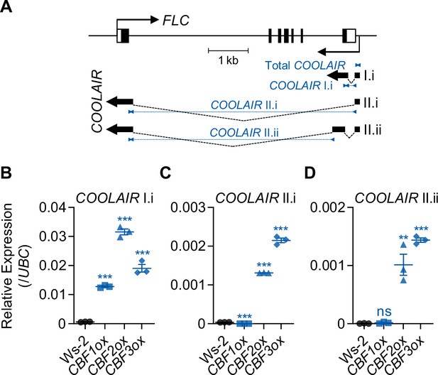 Figures And Data In Vernalization Triggered Expression Of The Antisense