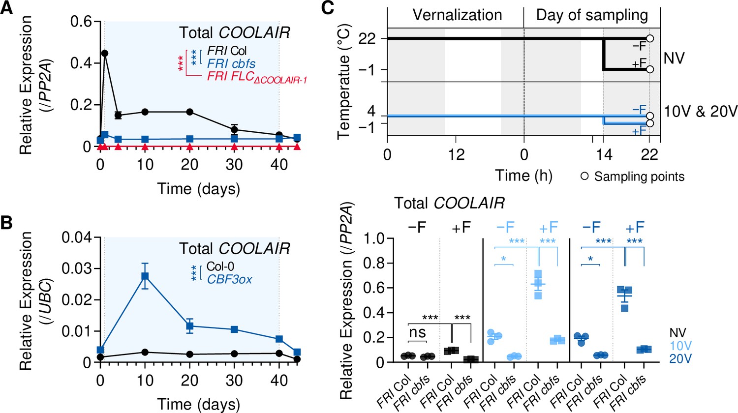 Vernalization Triggered Expression Of The Antisense Transcript Coolair