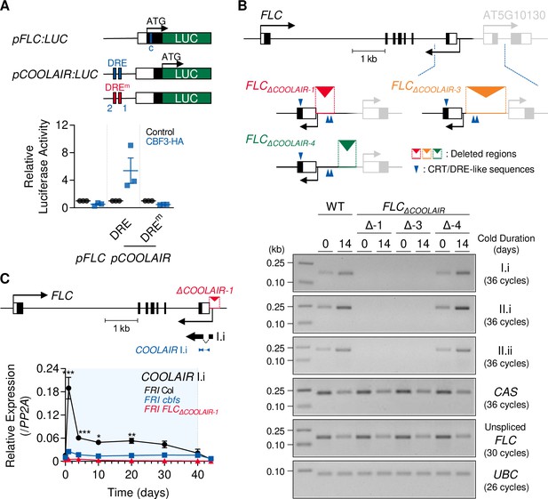 Vernalization Triggered Expression Of The Antisense Transcript Coolair