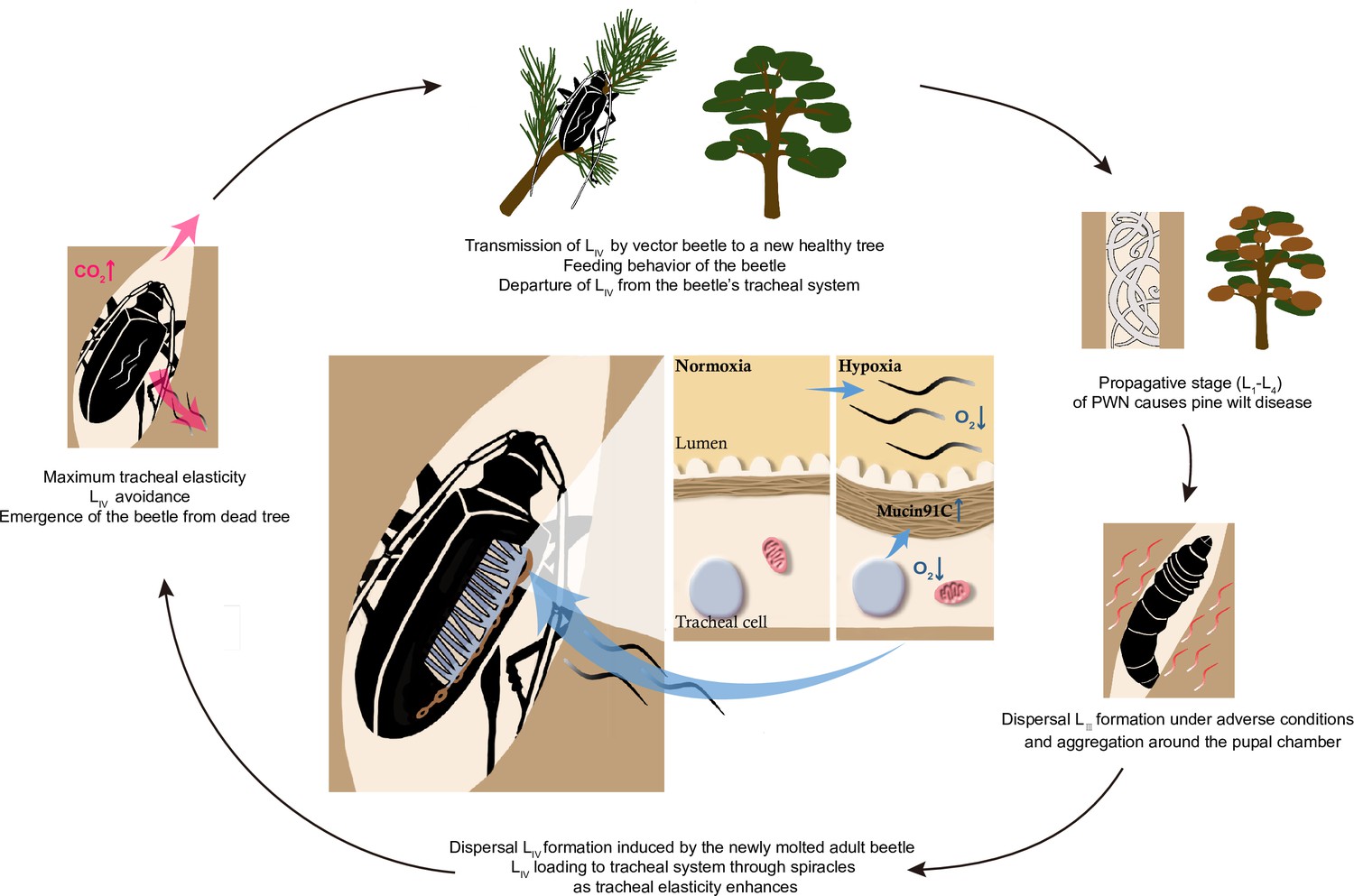 Figures and data in Hypoxia-induced tracheal elasticity in vector ...