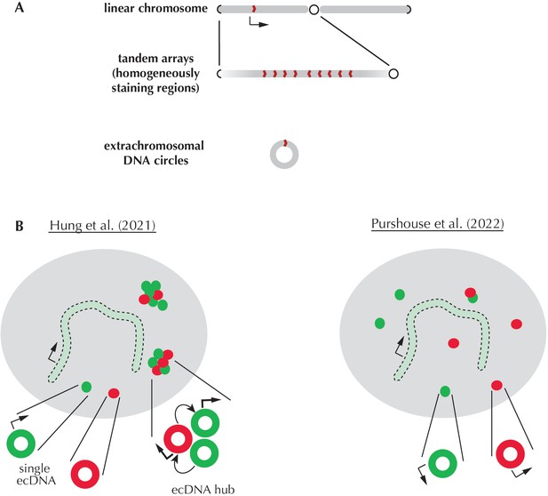 Cancer: Examining The Cooperation Between Extrachromosomal DNA Circles ...