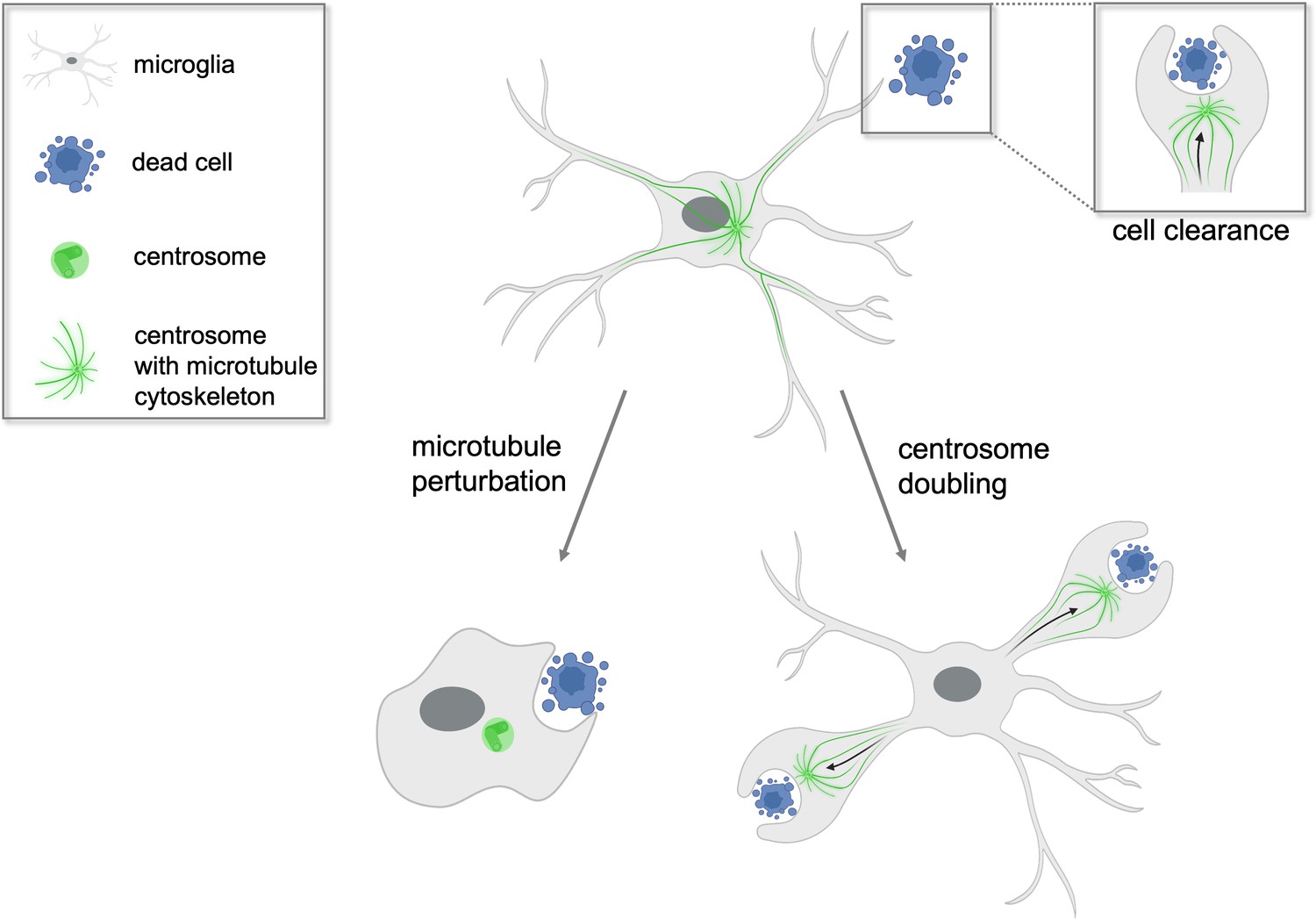 Phagocytosis The Central Role Of The Centrosome Elife