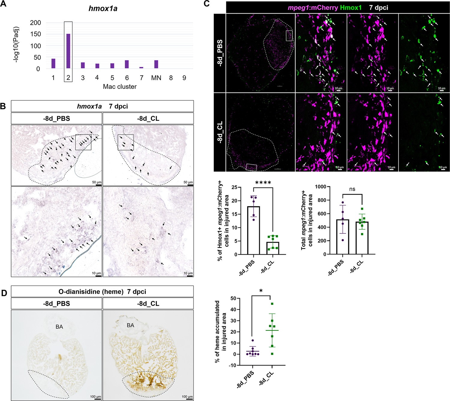 Comparative Single Cell Profiling Reveals Distinct Cardiac Resident Macrophages Essential For