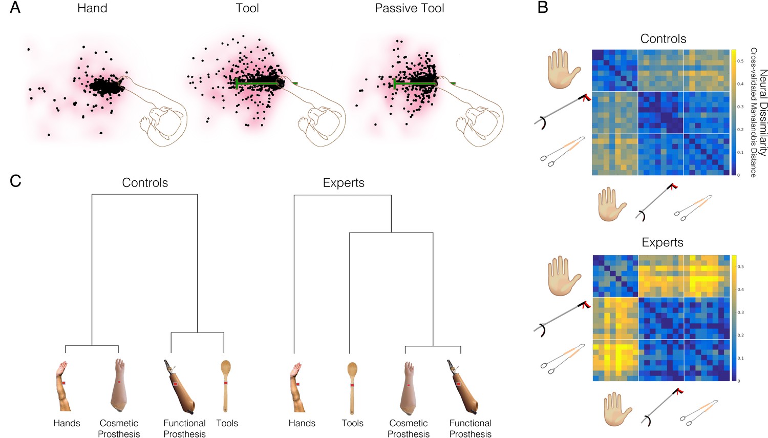Frontiers  Face shape processing via visual-to-auditory sensory  substitution activates regions within the face processing networks in the  absence of visual experience