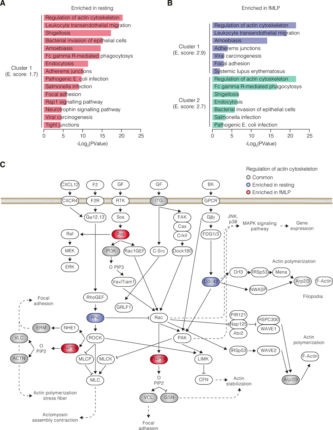 Figures and data in CD31 signaling promotes the detachment at the ...