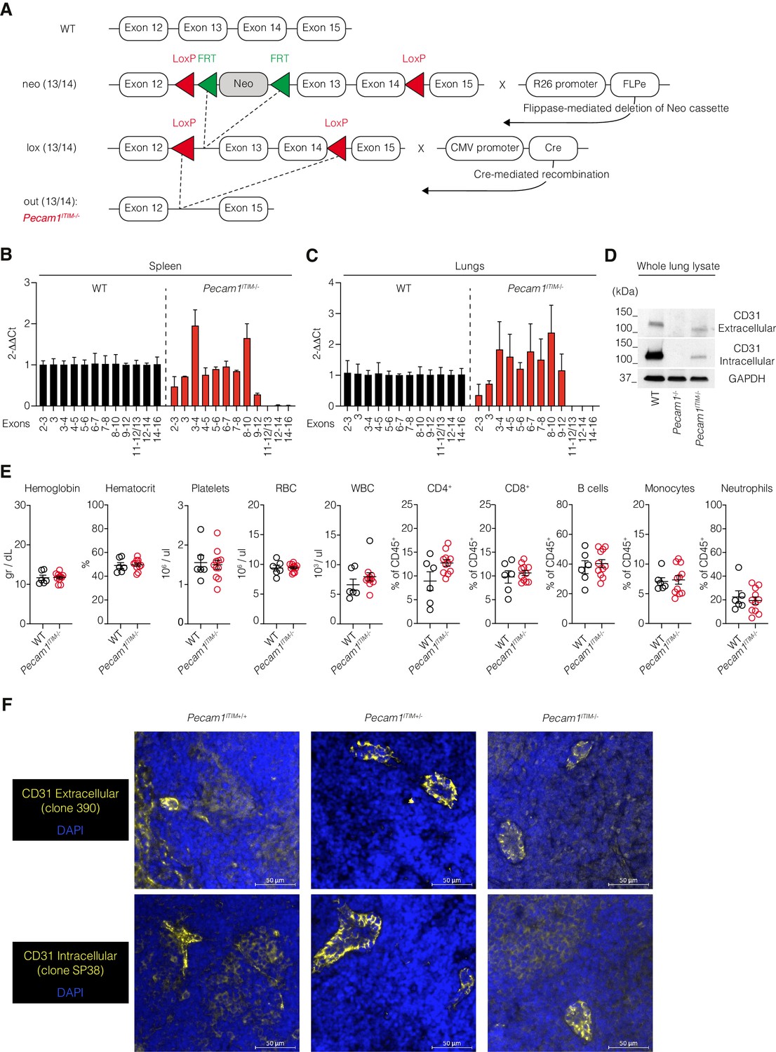 Figures and data in CD31 signaling promotes the detachment at the ...