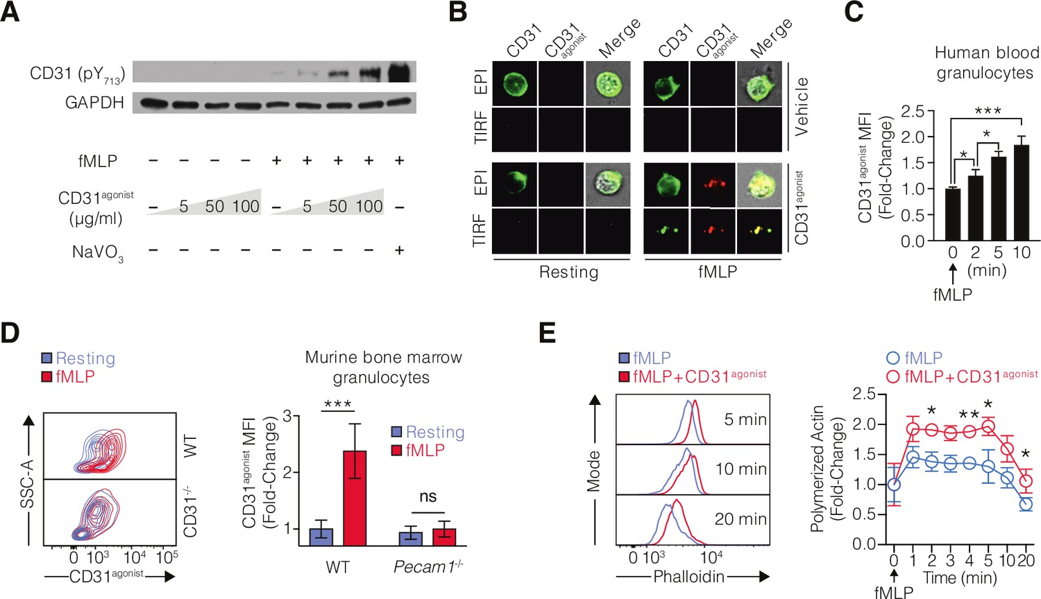 Figures and data in CD31 signaling promotes the detachment at the ...