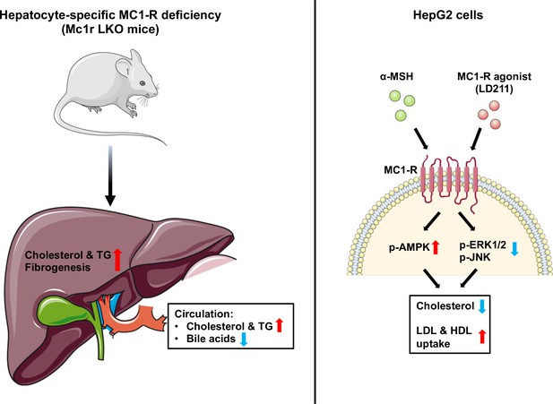 Melanocortin 1 receptor regulates cholesterol and bile acid metabolism ...