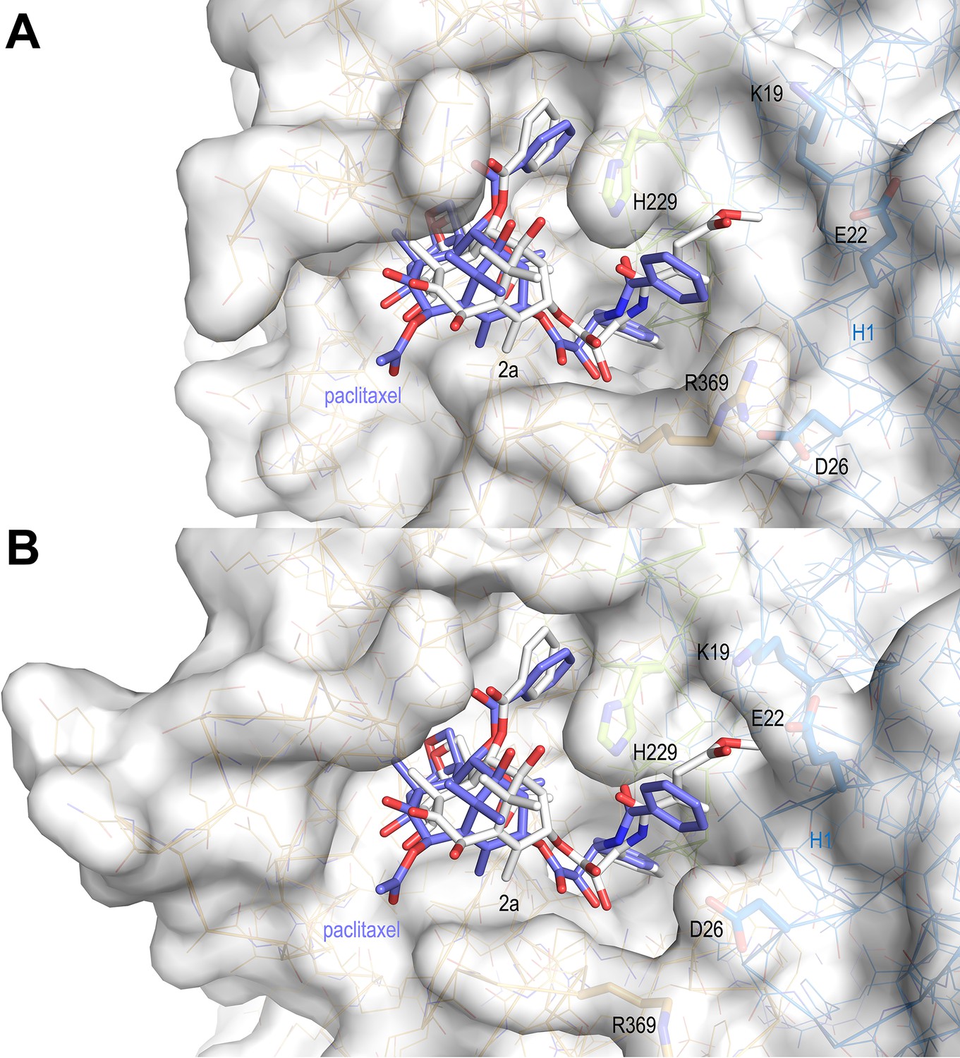 Structural insight into the stabilization of microtubules by