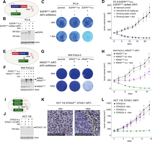 Precision Rnai Using Synthetic Shrnamir Target Sites Elife