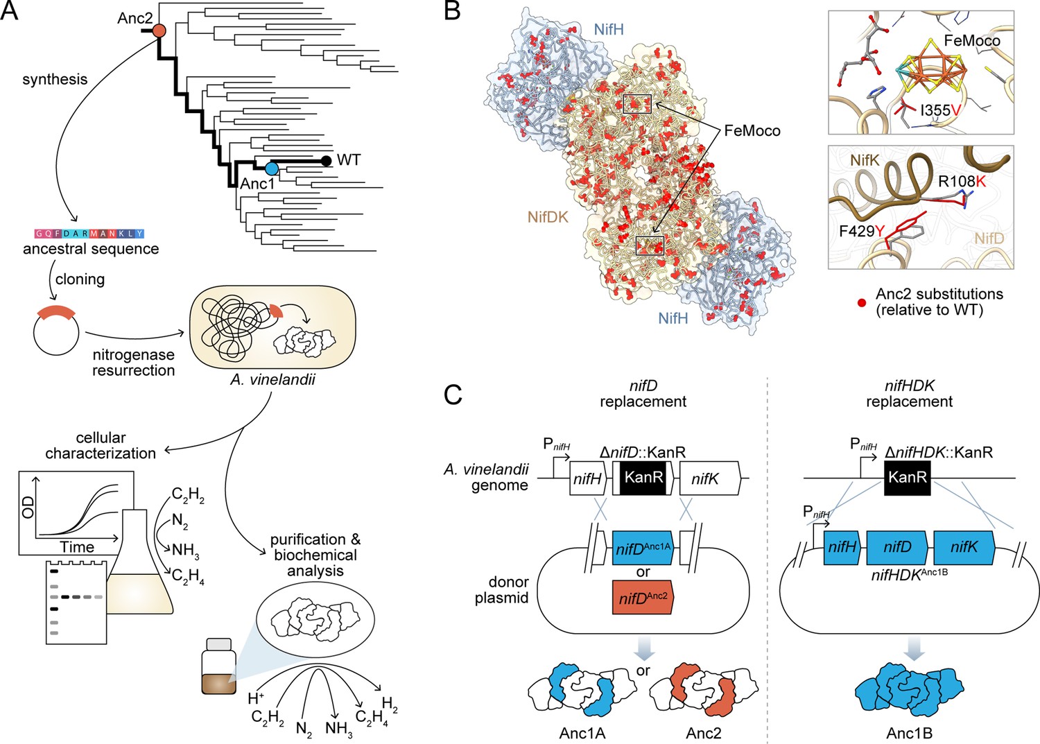 Nitrogenase Resurrection And The Evolution Of A Singular Enzymatic ...