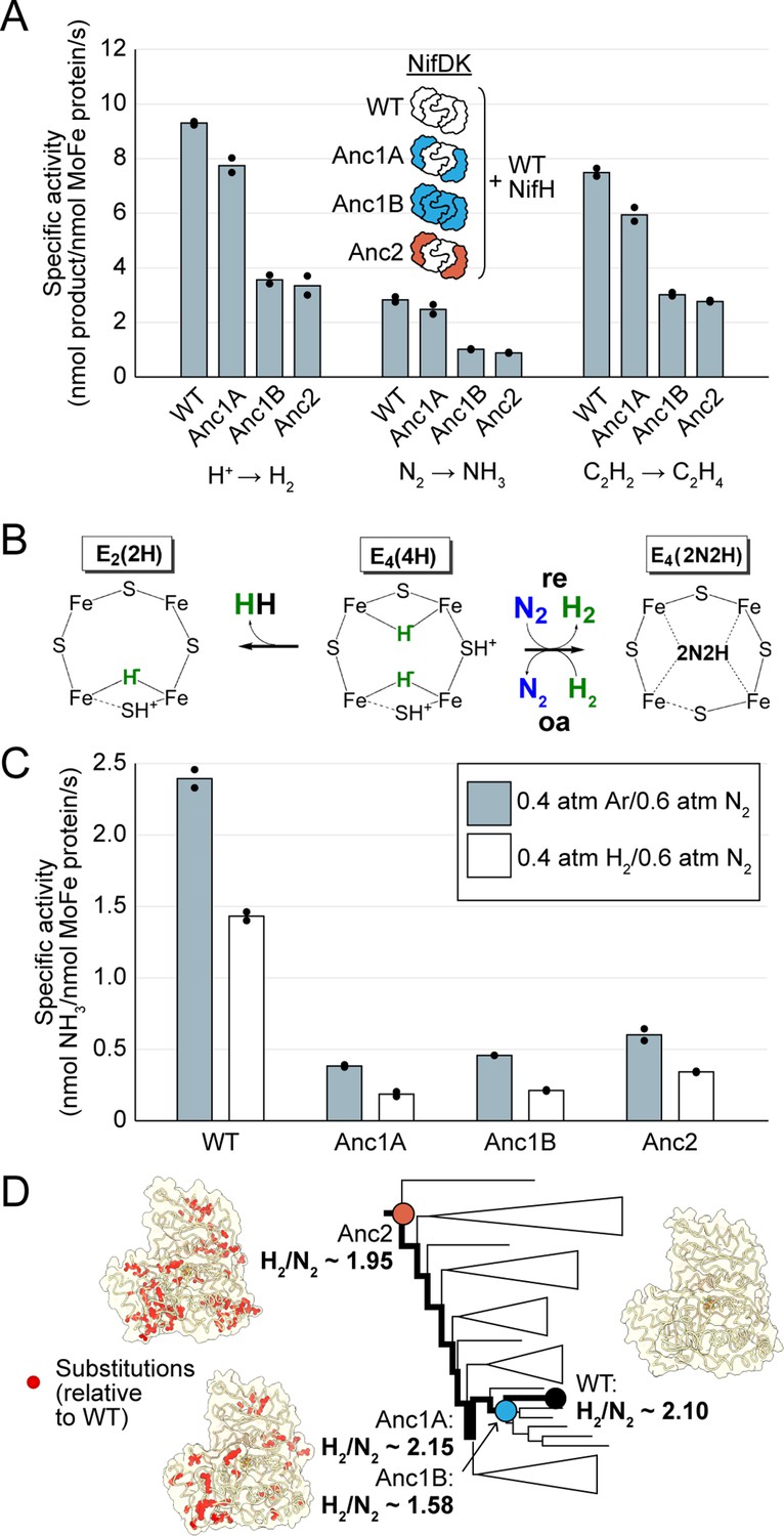 Nitrogenase Resurrection And The Evolution Of A Singular Enzymatic ...