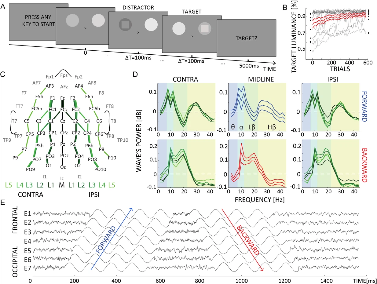 Distinct roles of forward and backward alpha-band waves in spatial visual attention | eLife Distinct roles of forward and... 