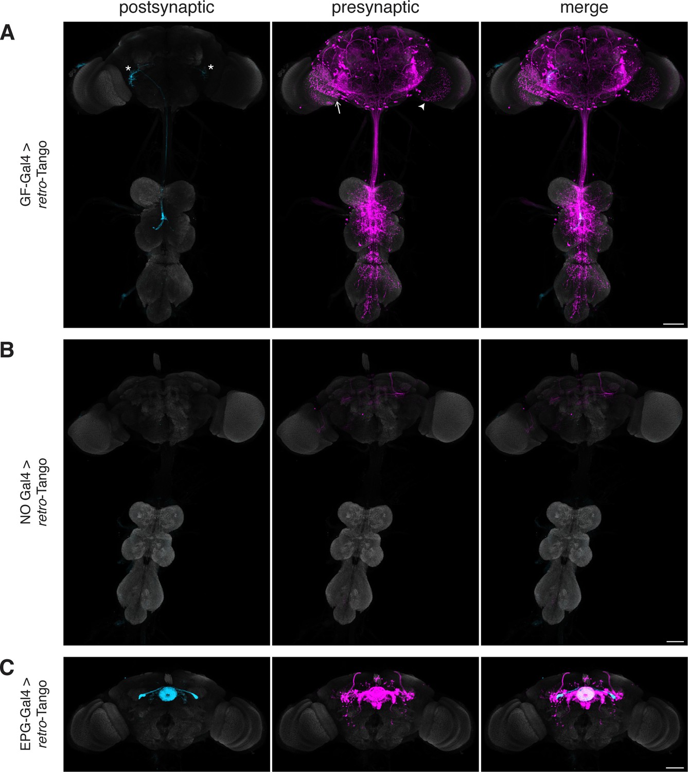 retro-Tango enables versatile retrograde circuit tracing in Drosophila |  eLife