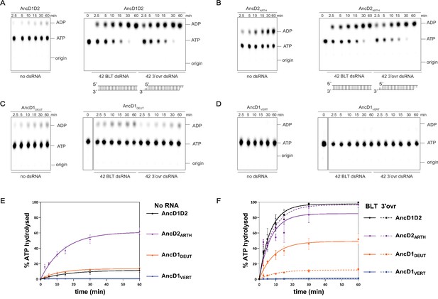 Ancestral protein reconstruction reveals evolutionary events governing ...