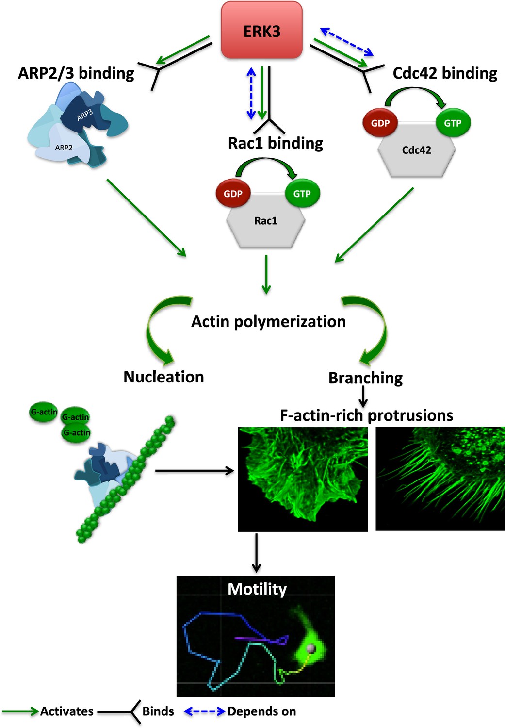 Erk3mapk6 Dictates Cdc42rac1 Activity And Arp23 Dependent Actin Polymerization Elife