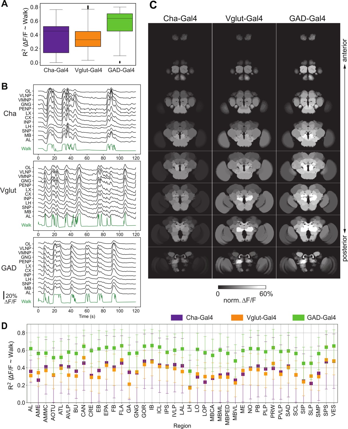 Global change in brain state during spontaneous and forced walk in ...