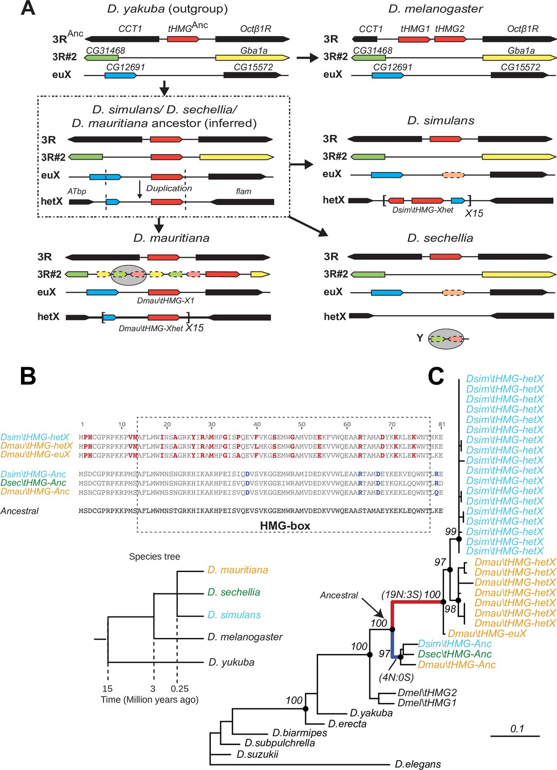 Expansion And Loss Of Sperm Nuclear Basic Protein Genes In Drosophila Correspond With Genetic