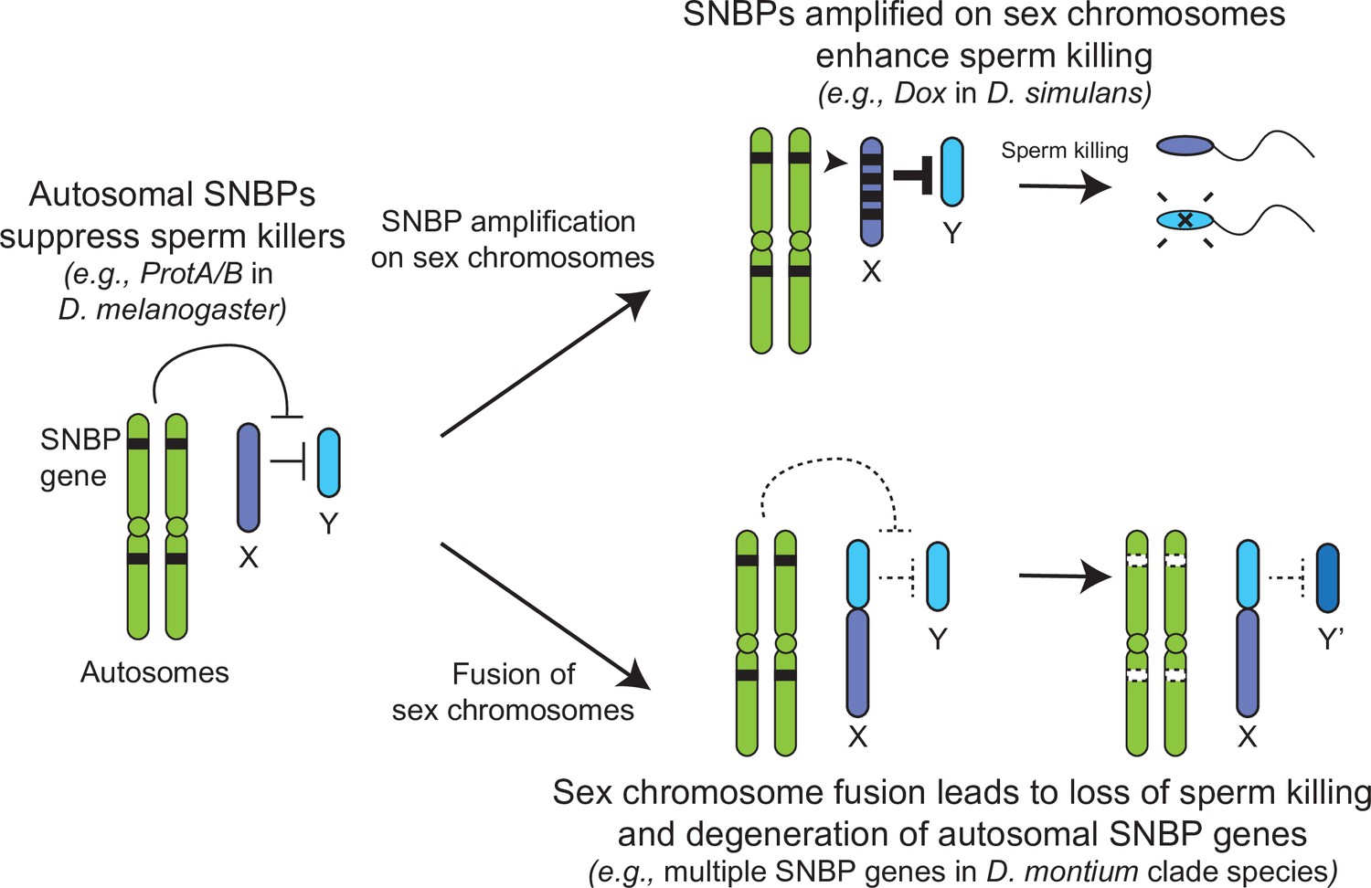 Figures and data in Expansion and loss of sperm nuclear basic protein ...