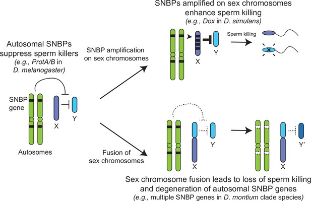 Expansion and loss of sperm nuclear basic protein genes in Drosophila ...