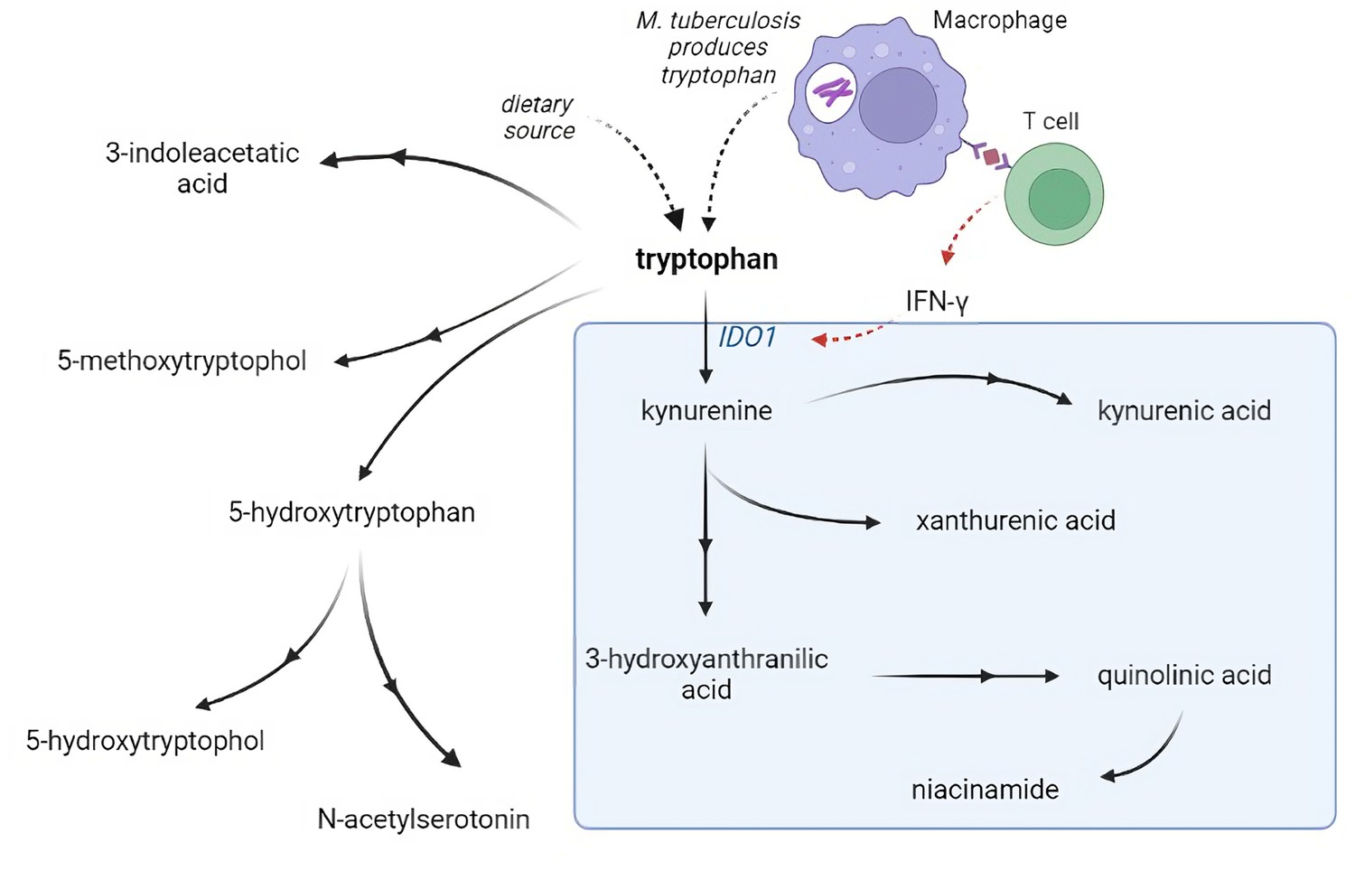 Tryptophan Metabolism Determines Outcome In Tuberculous Meningitis: A ...