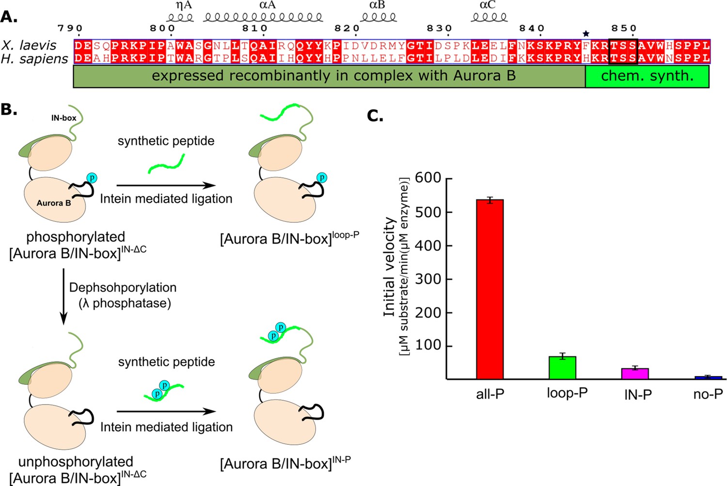 The Structural Basis Of The Multi-step Allosteric Activation Of Aurora ...