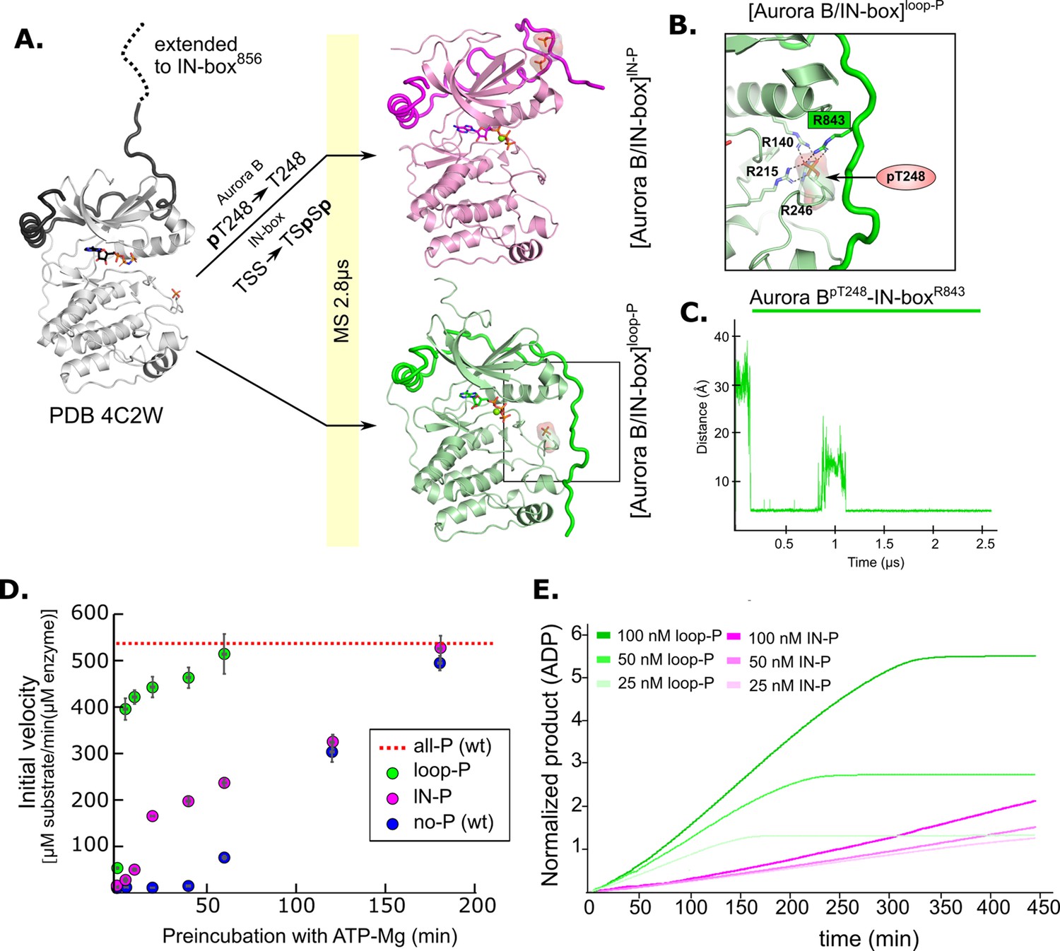 The Structural Basis Of The Multi-step Allosteric Activation Of Aurora ...