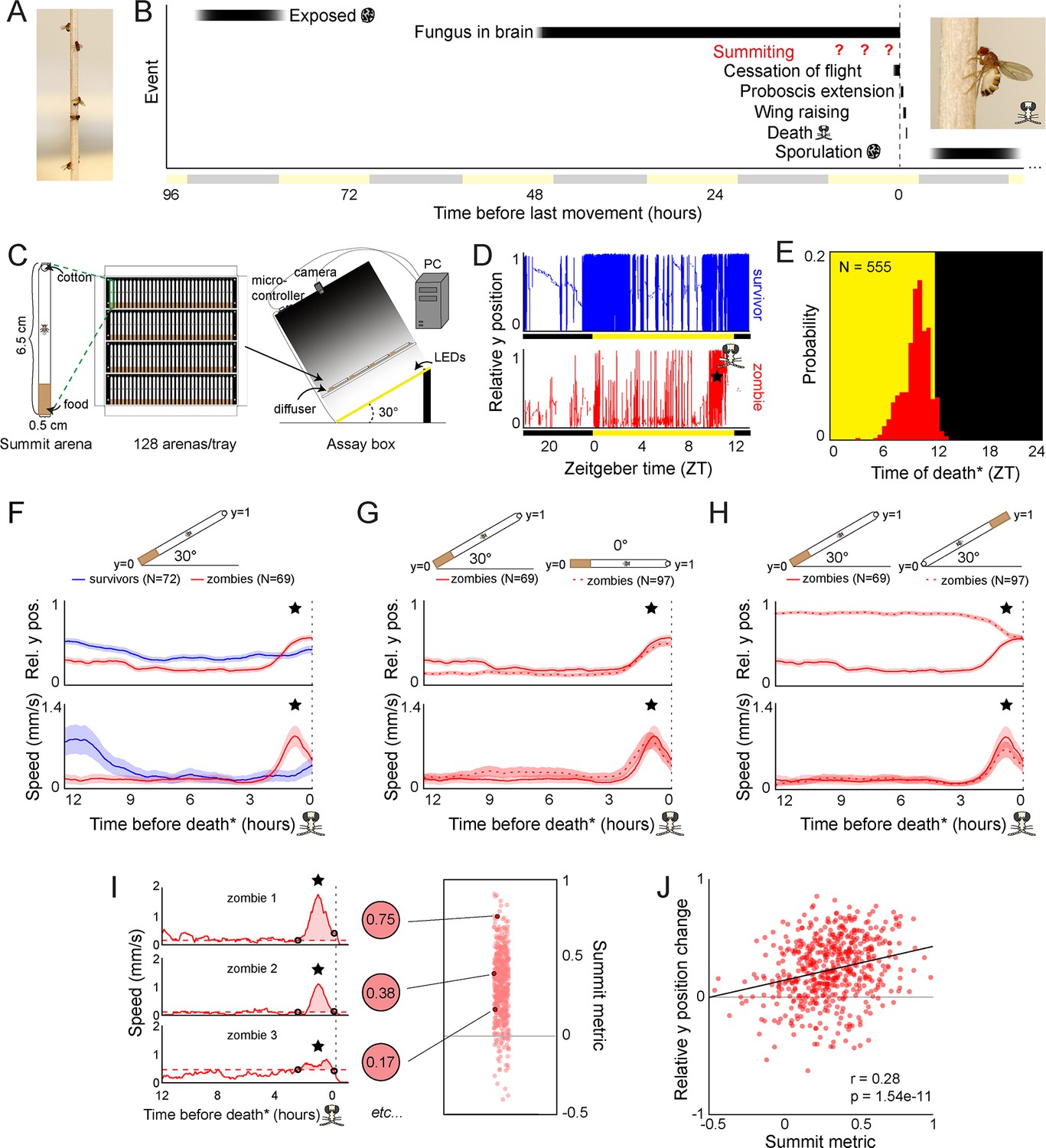 Neural mechanisms of parasite-induced summiting behavior in 'zombie'  Drosophila