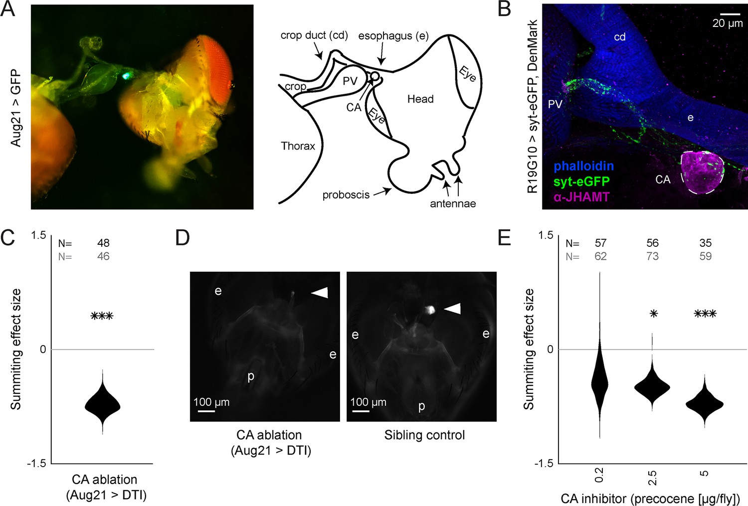 Neural mechanisms of parasite-induced summiting behavior in 'zombie'  Drosophila