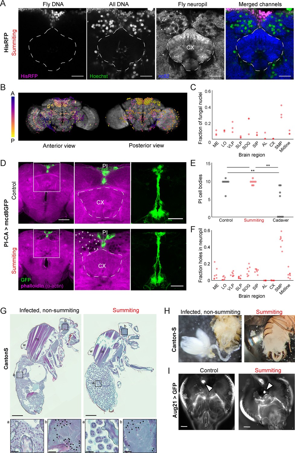 Neural mechanisms of parasite-induced summiting behavior in 'zombie'  Drosophila