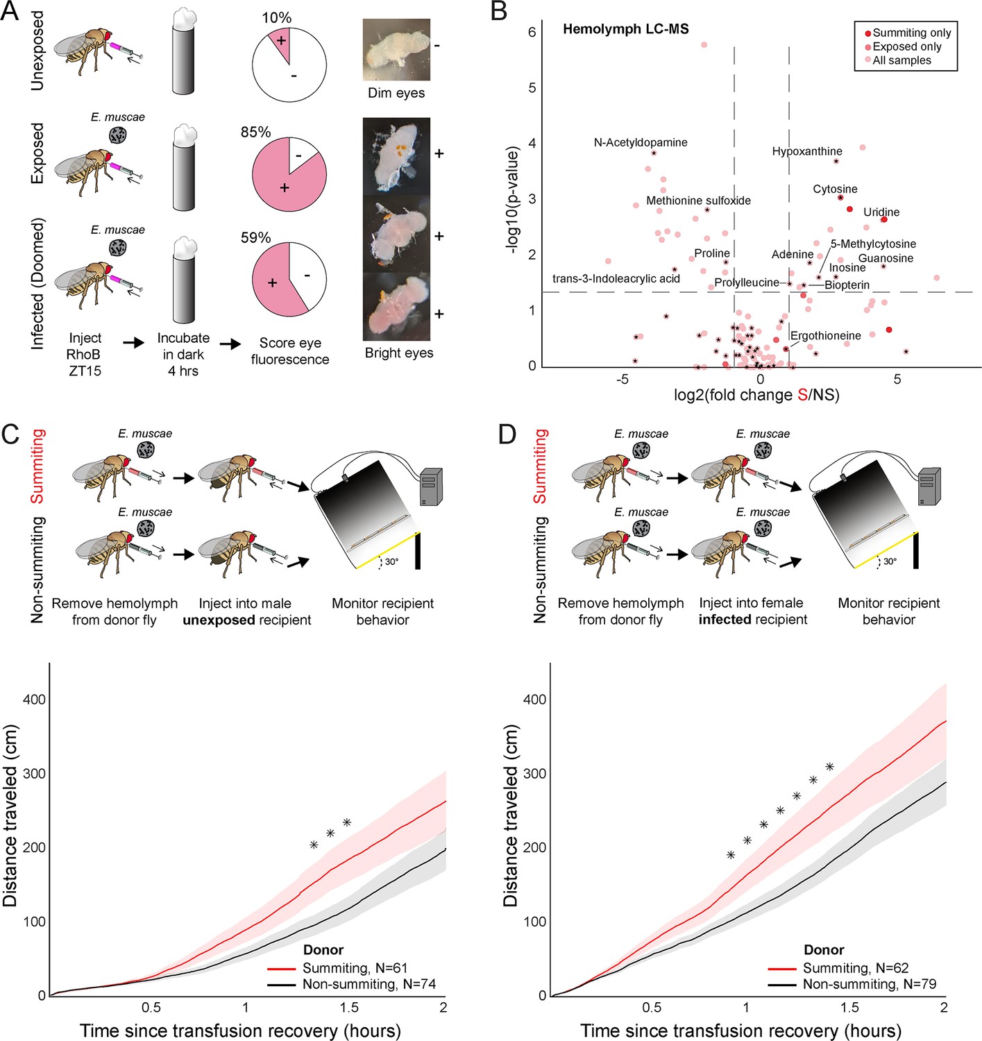 Virgin birth at Cambridge thanks to genetically modified fruit flies