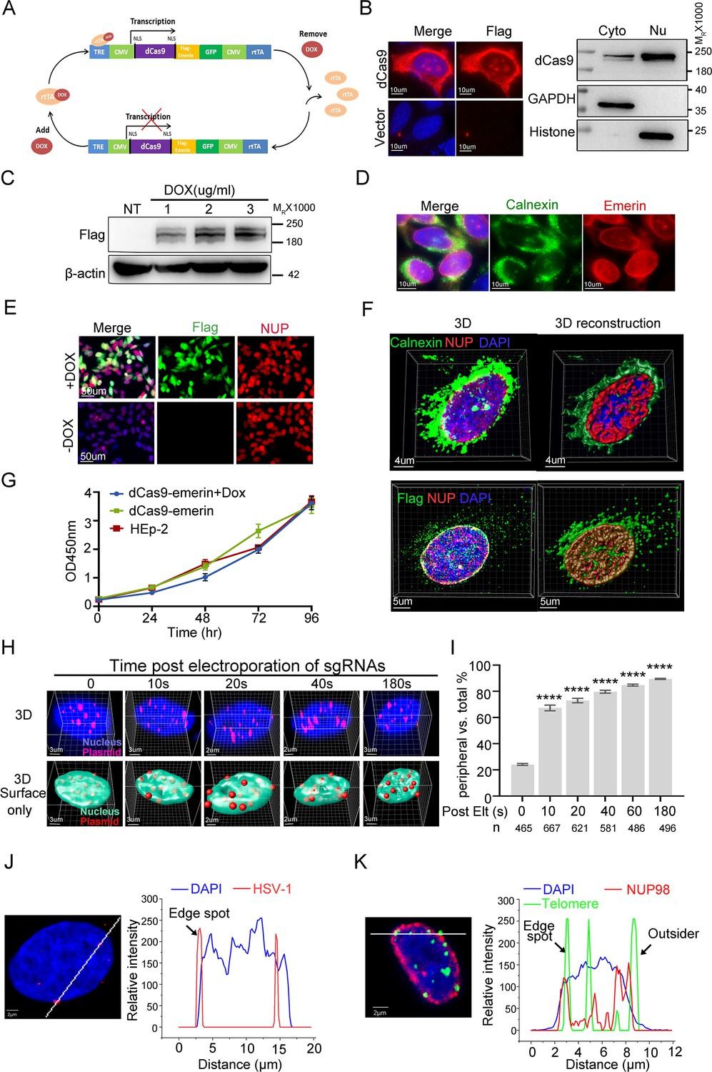 Figures And Data In A CRISPR-based Rapid DNA Repositioning Strategy And ...