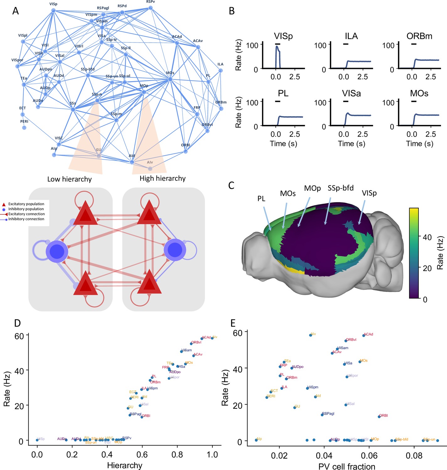 Cell type-specific connectome predicts distributed working