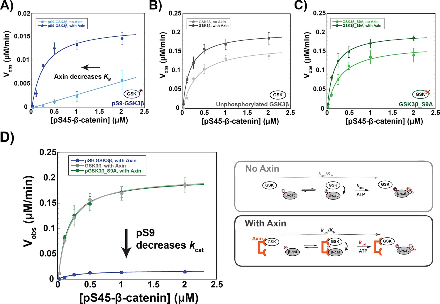 The Axin scaffold protects the kinase GSK3β from cross pathway