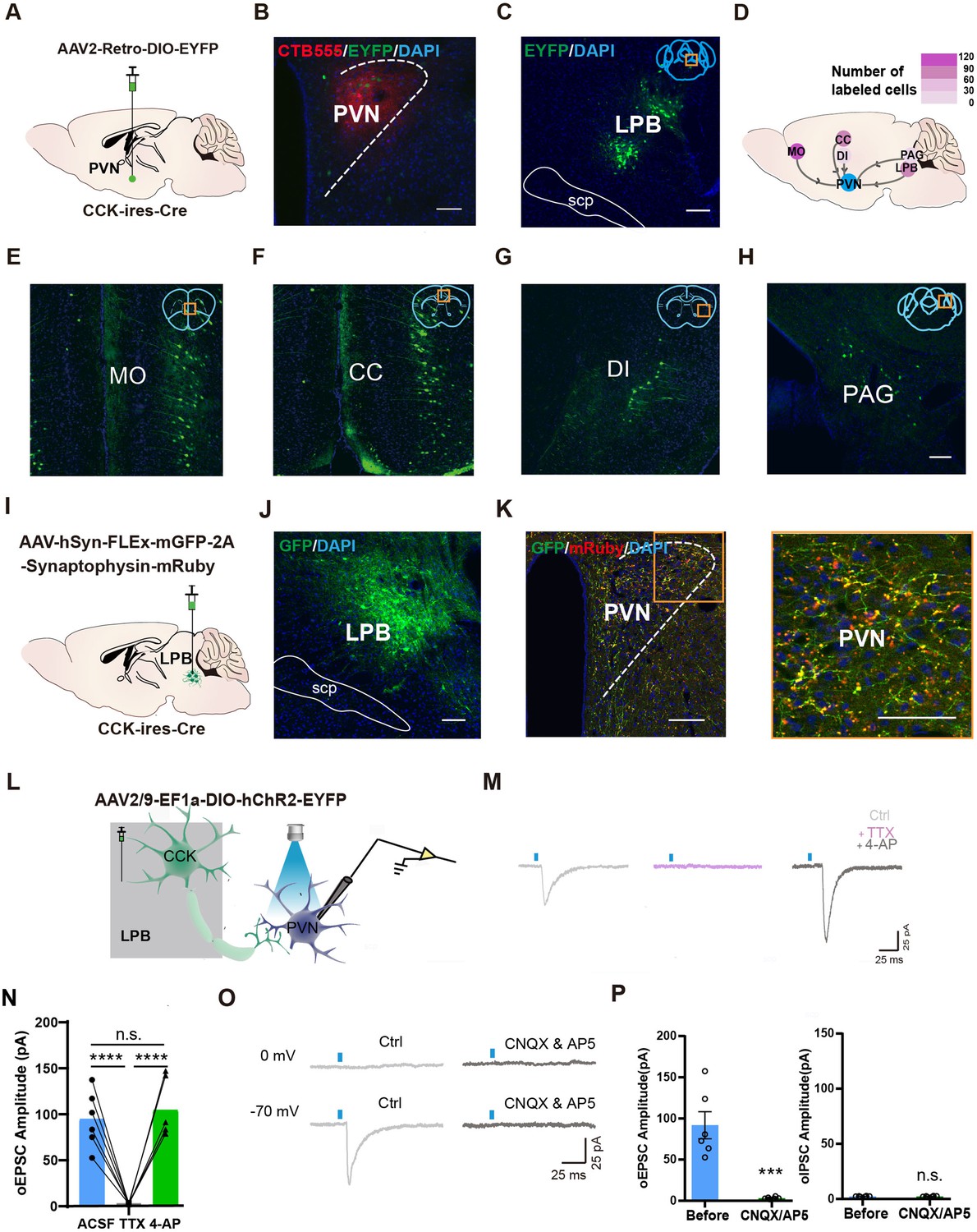 A parabrachial to hypothalamic pathway mediates defensive behavior