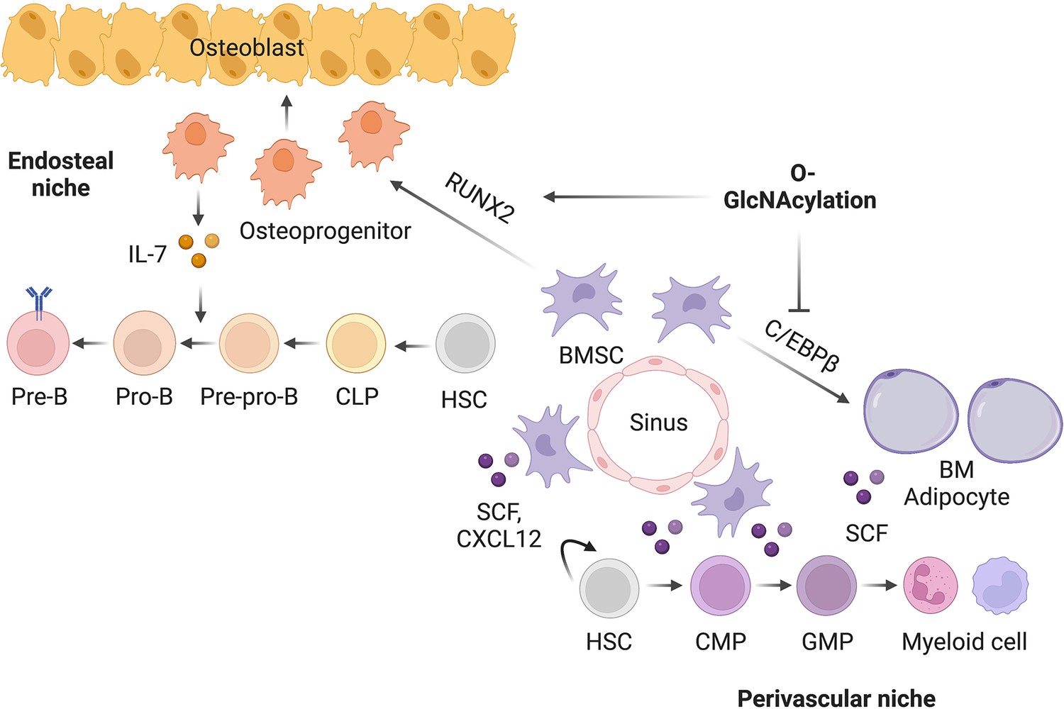 O-GlcNAc glycosylation orchestrates fate decision and niche function of ...