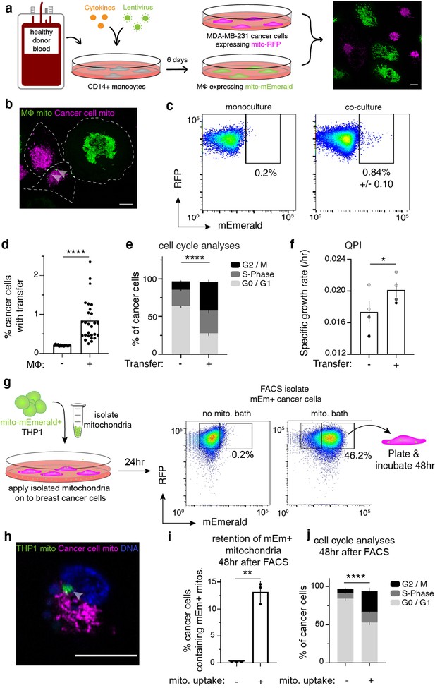 Transferred Mitochondria Accumulate Reactive Oxygen Species Promoting