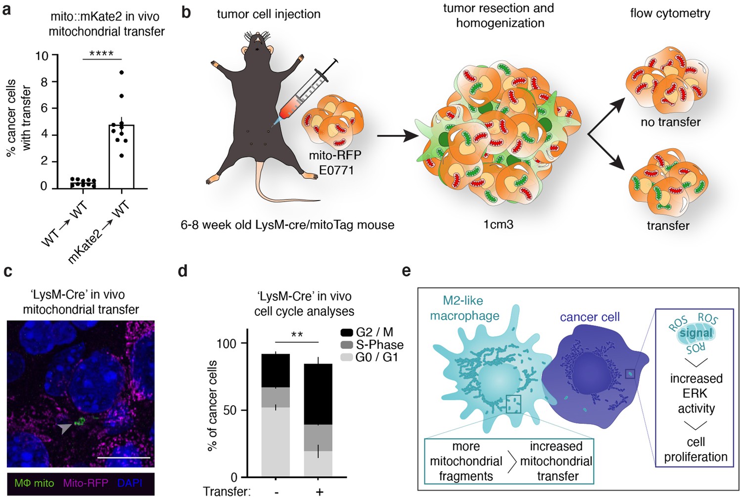 Figures And Data In Transferred Mitochondria Accumulate Reactive Oxygen