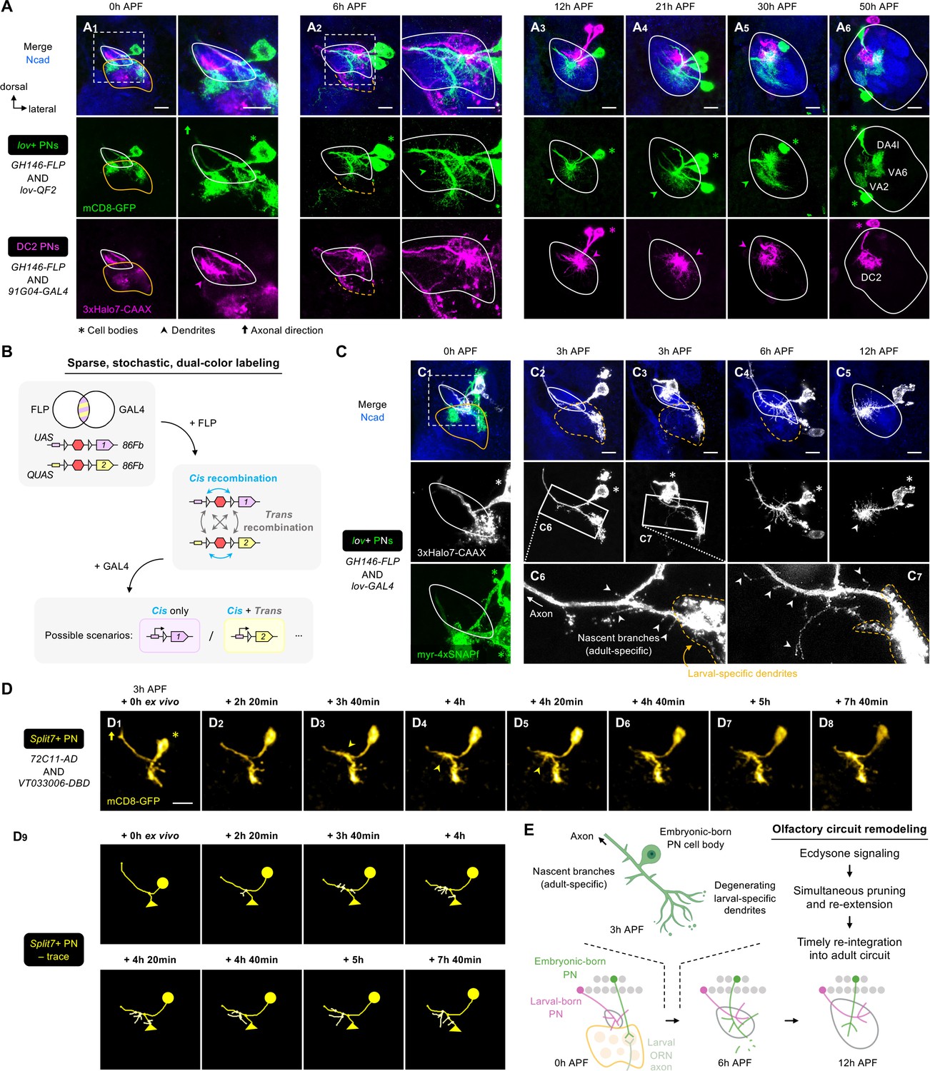 Origin Of Wiring Specificity In An Olfactory Map Revealed By Neuron