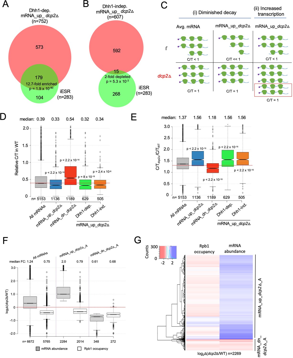 Figures and data in Decapping factor Dcp2 controls mRNA abundance and ...