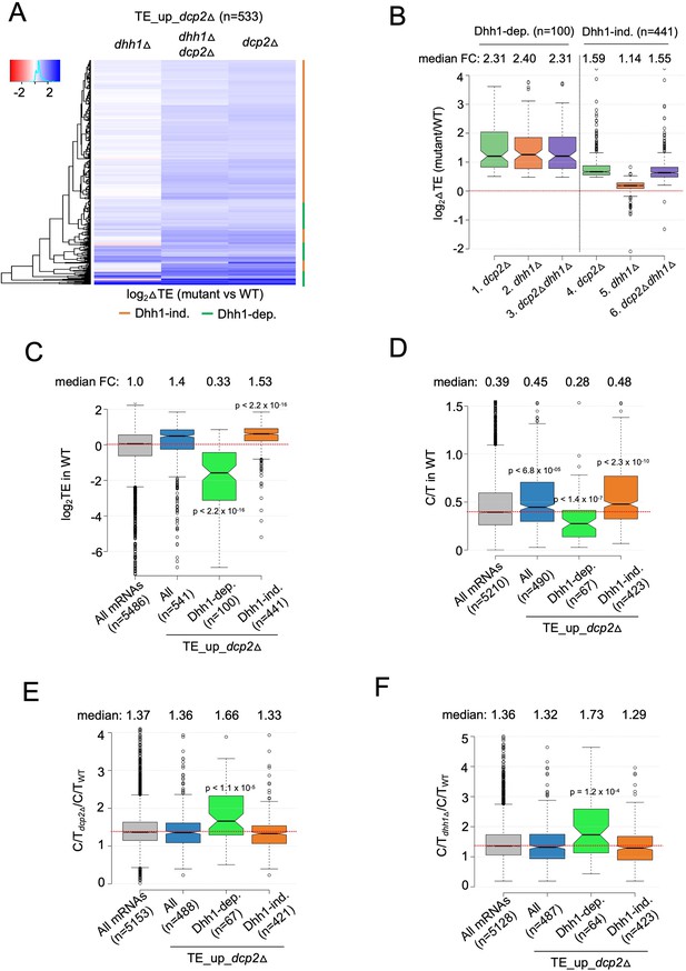 Decapping factor Dcp2 controls mRNA abundance and translation to adjust ...