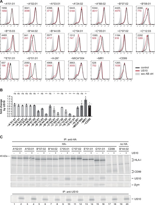 Multimodal HLA-I genotype regulation by human cytomegalovirus US10 and ...