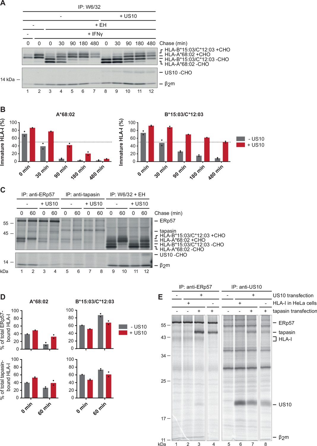 Multimodal HLA-I genotype regulation by human cytomegalovirus US10 and ...