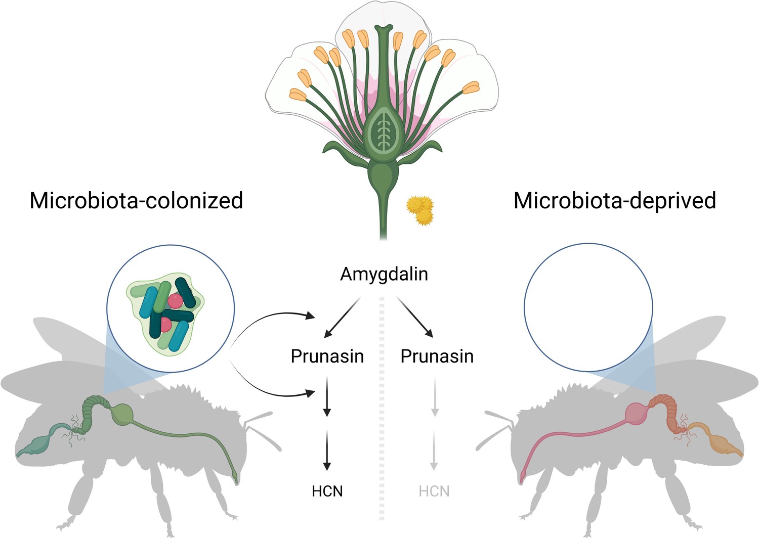 Gut Bacteria Synergy In Symbiosis ELife