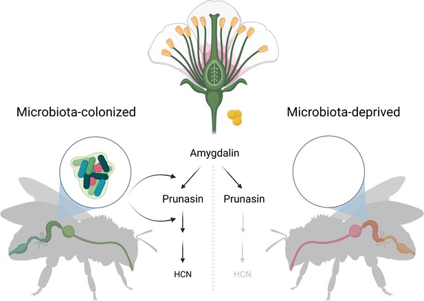 Gut Bacteria: Synergy In Symbiosis | ELife