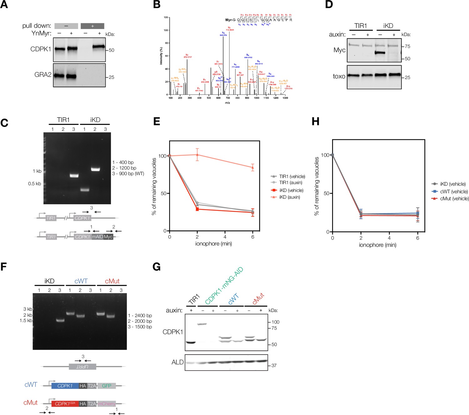 Figures and data in Analysis of CDPK1 targets identifies a trafficking ...